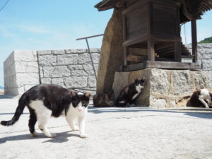 画像：真鍋島の猫